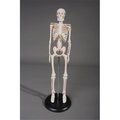 Skeletons And More Skeletons and More SM142 17 in. Tiny in. Harvey Skeleton SM142